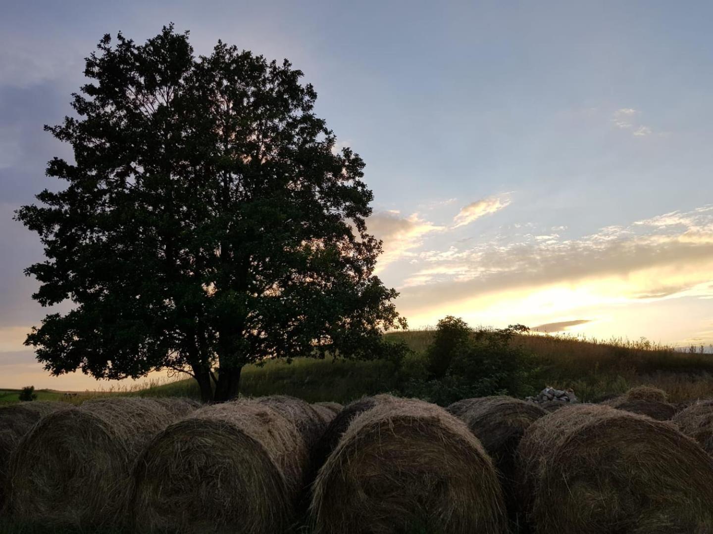 Zosienka Domki Wypoczynkowe Giżycko Esterno foto